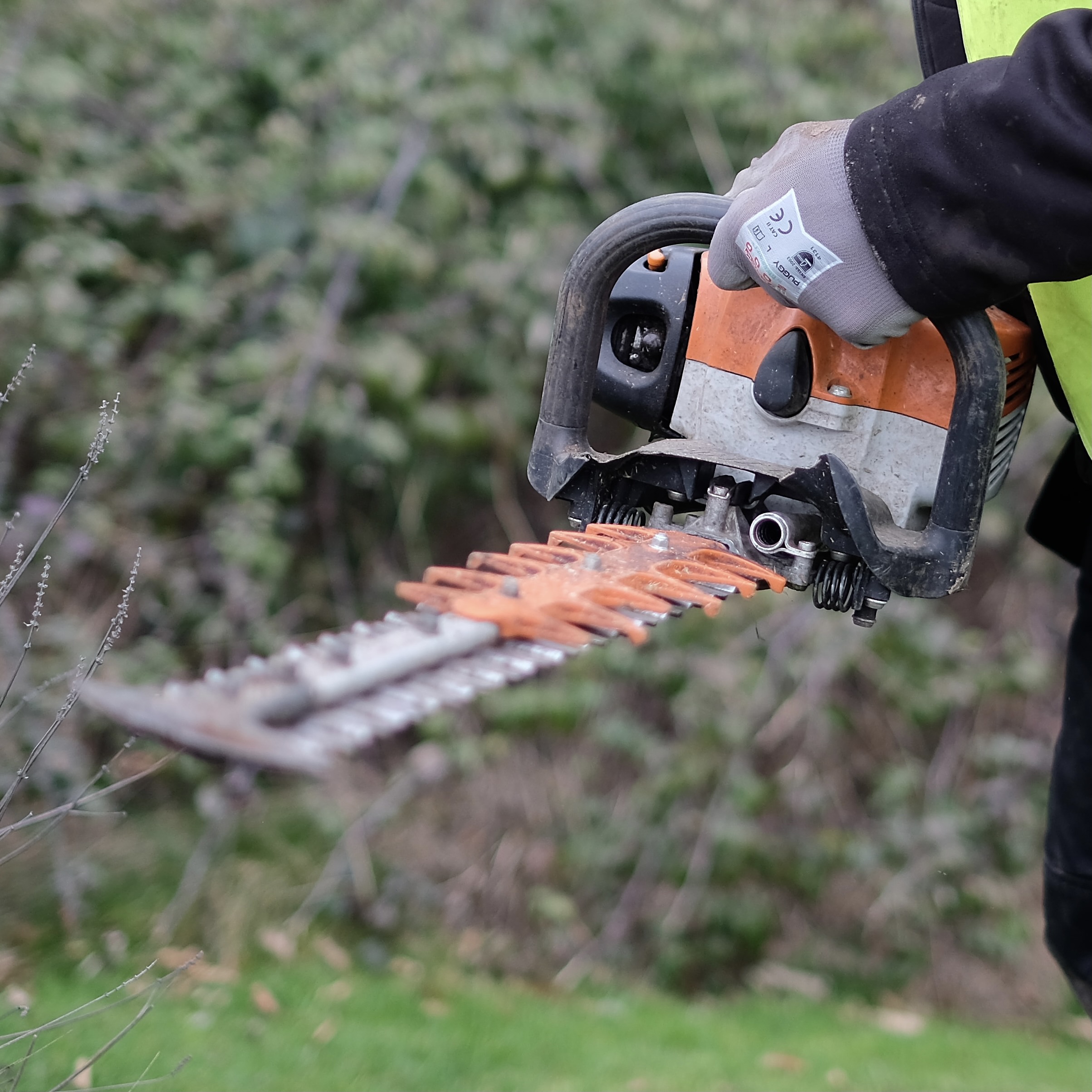 Cutting a hedge with a hedge trimmer